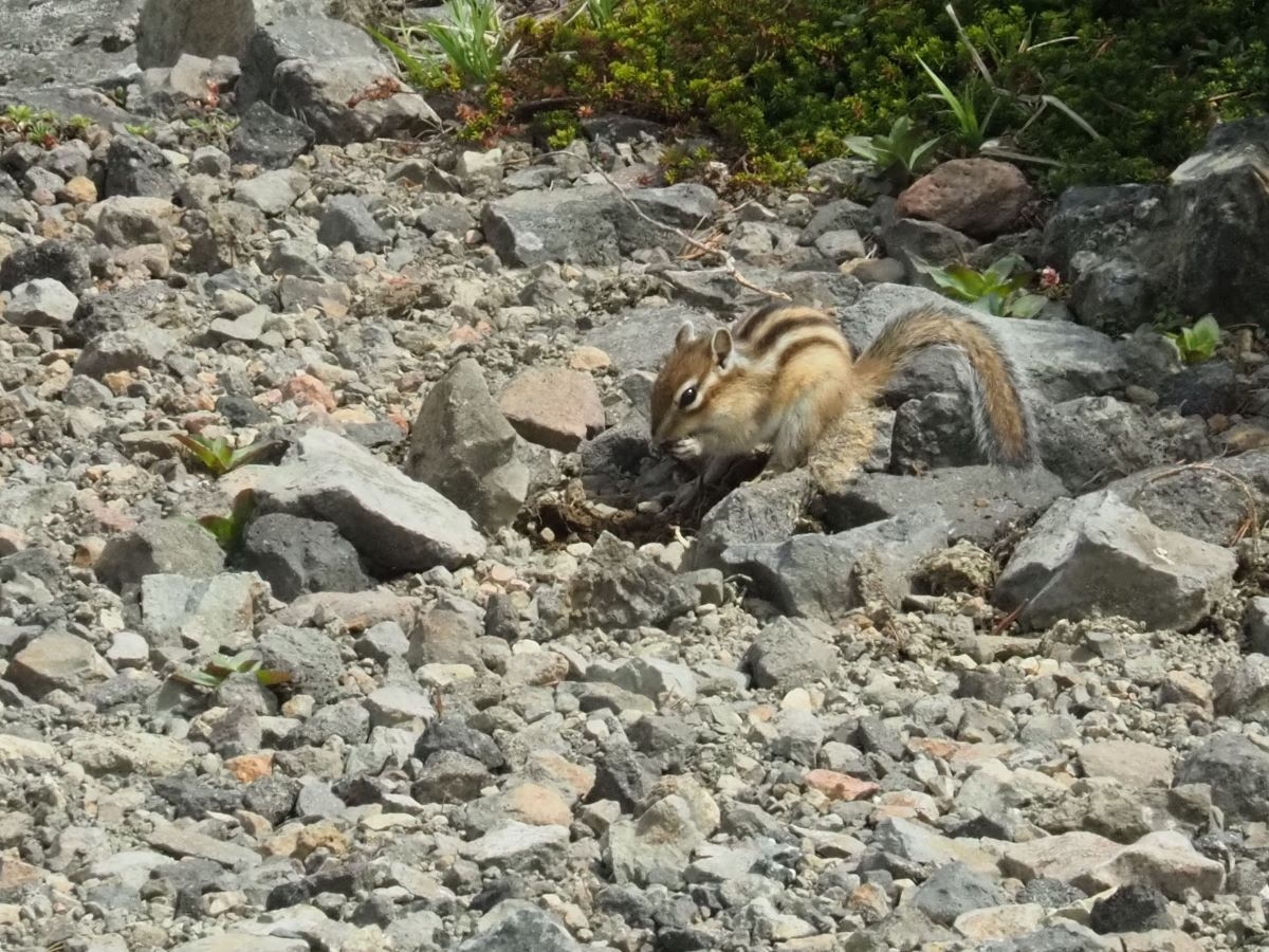 シマリス