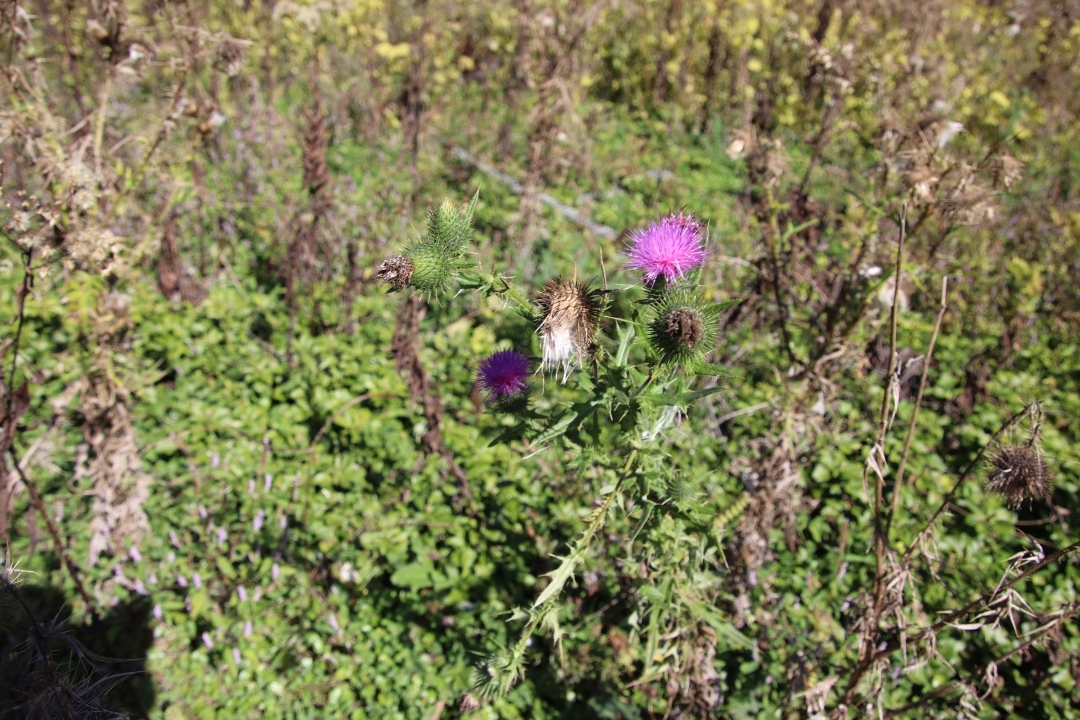 アメリカオニアザミ