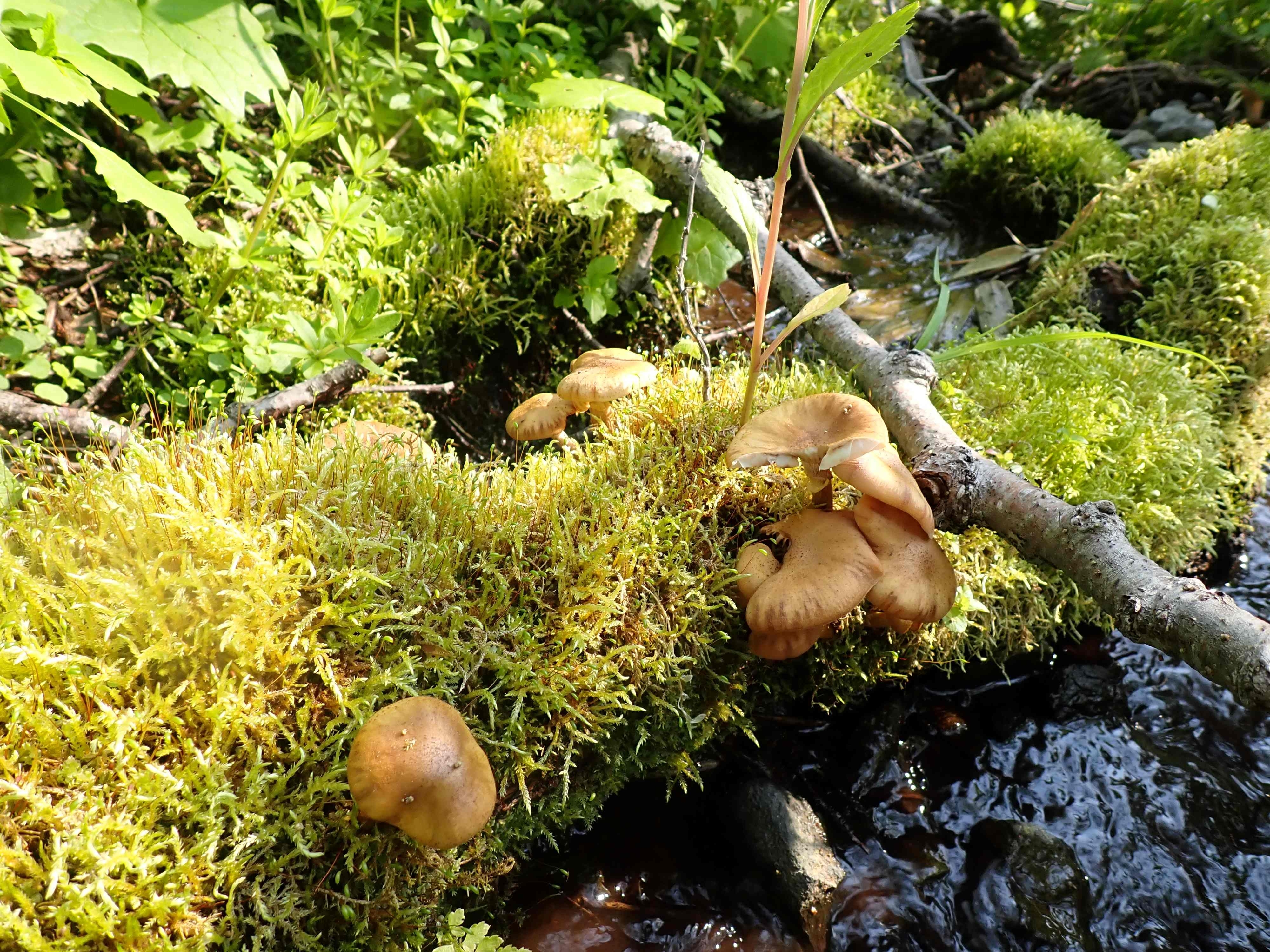 これはナラタケ