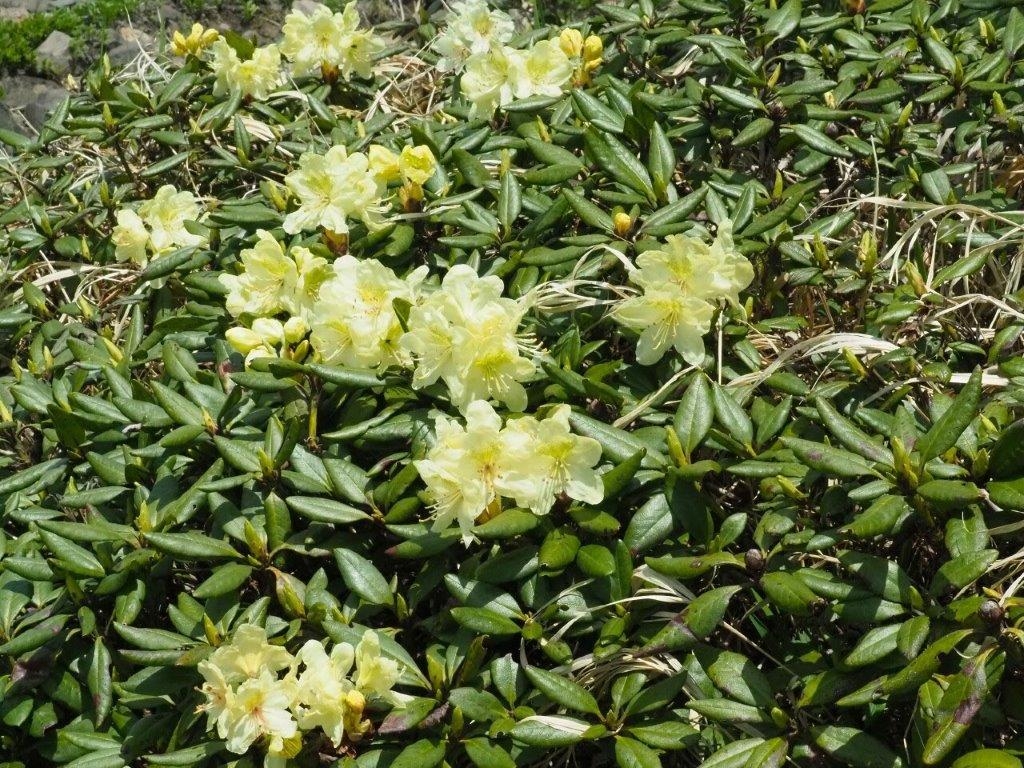 キバナシャクナゲ