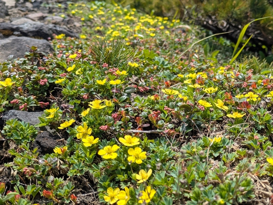 メアカンキンバイ