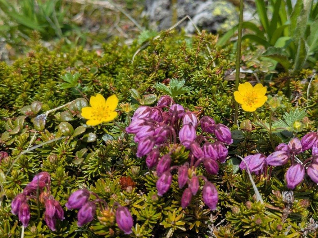 エゾノツガザクラとミヤマキンバイ