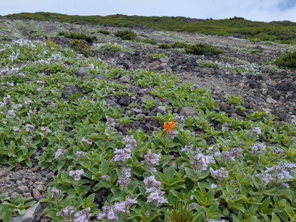 イワブクロとクルマユリ