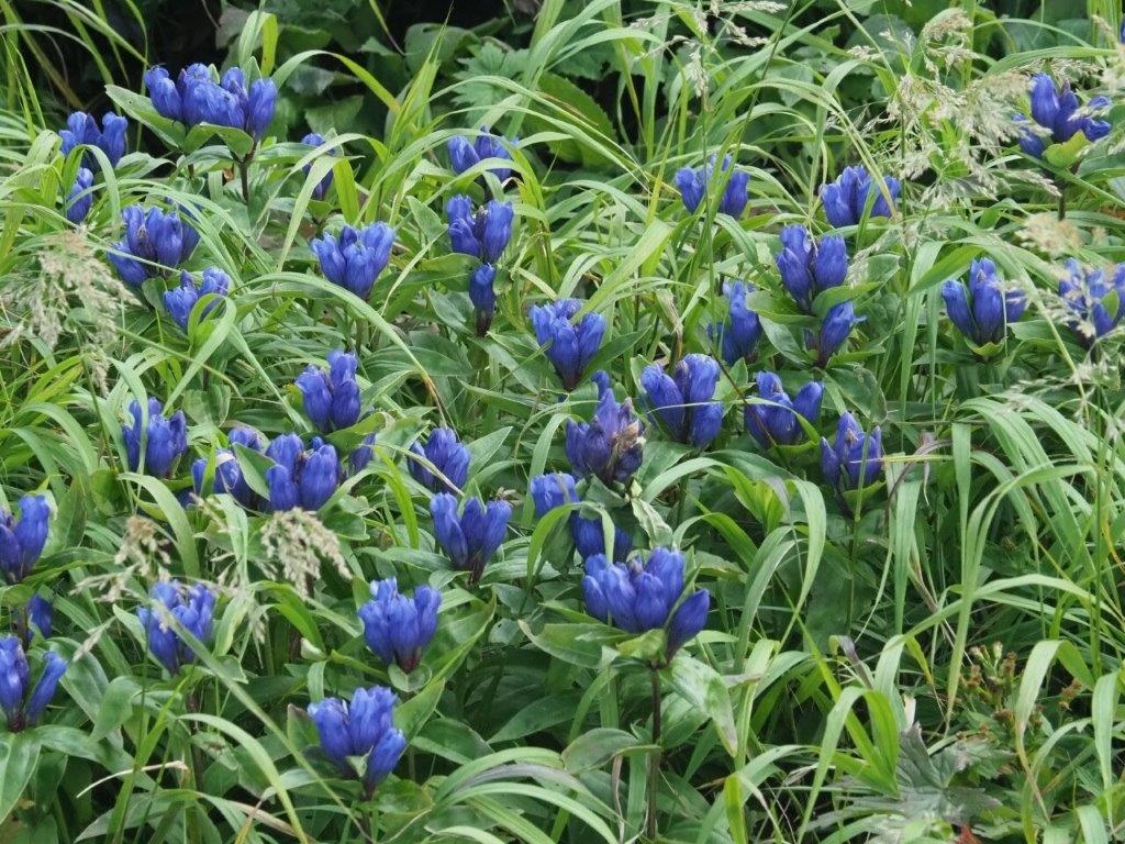 エゾオヤマリンドウ