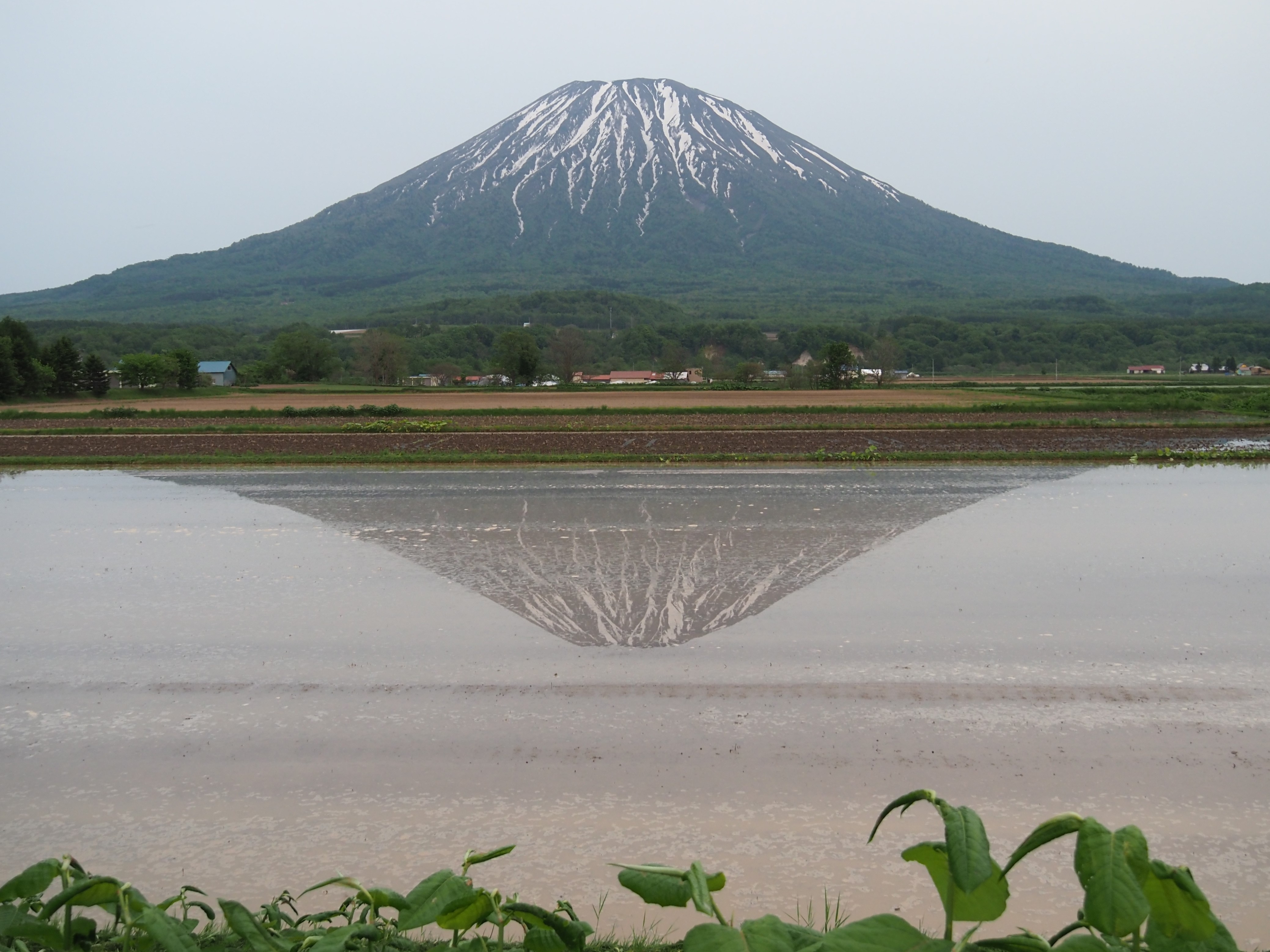田んぼに逆さ羊蹄