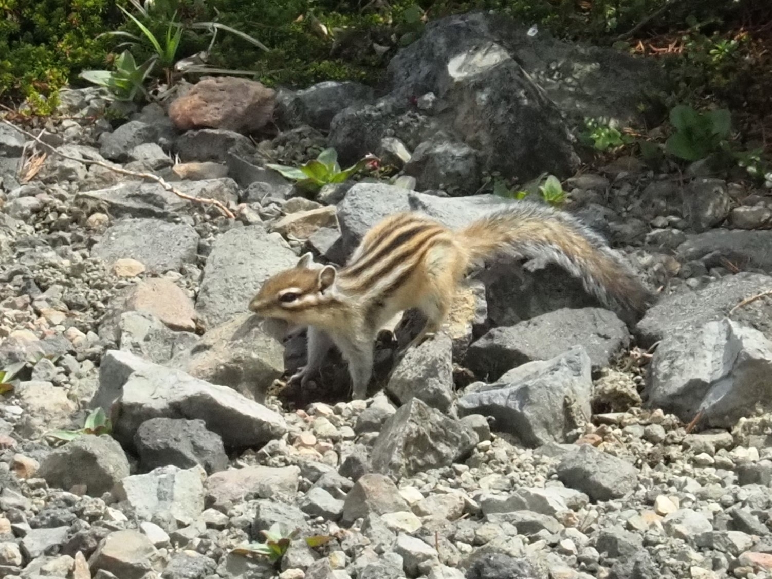 石を咥えるシマリス
