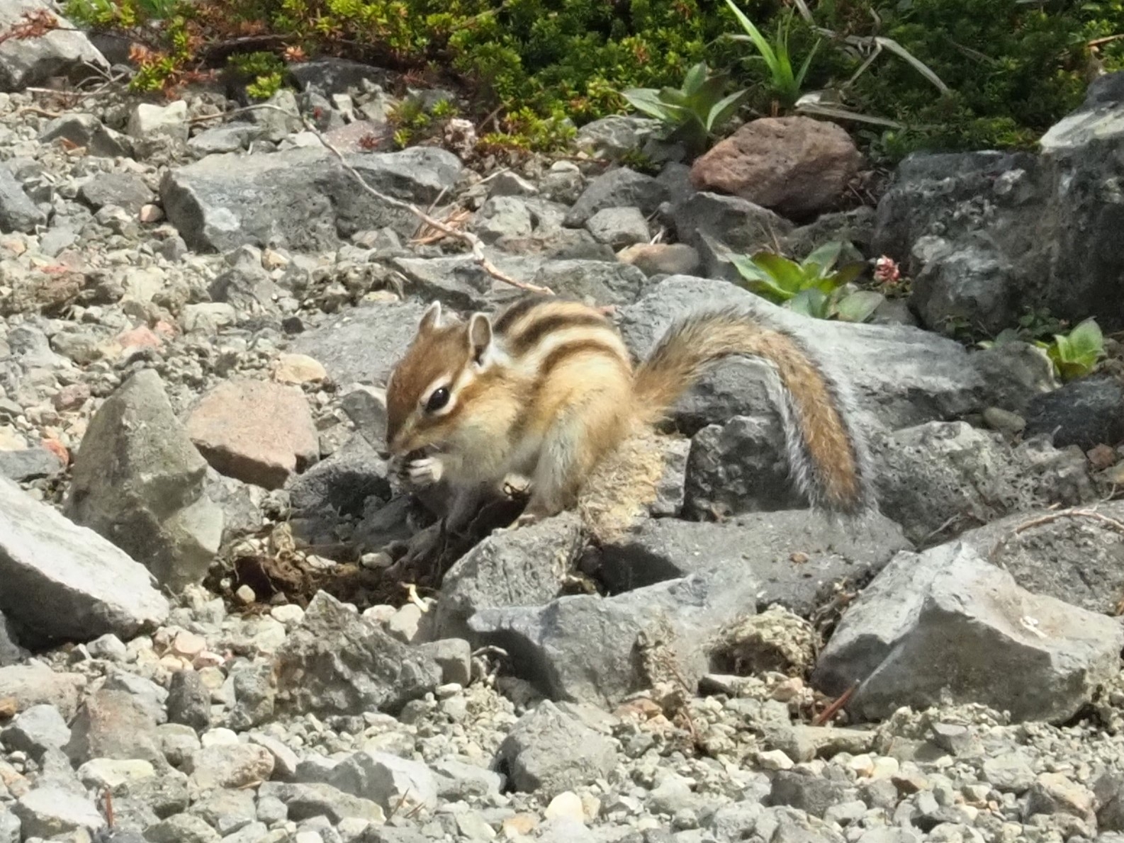 食べるシマリス