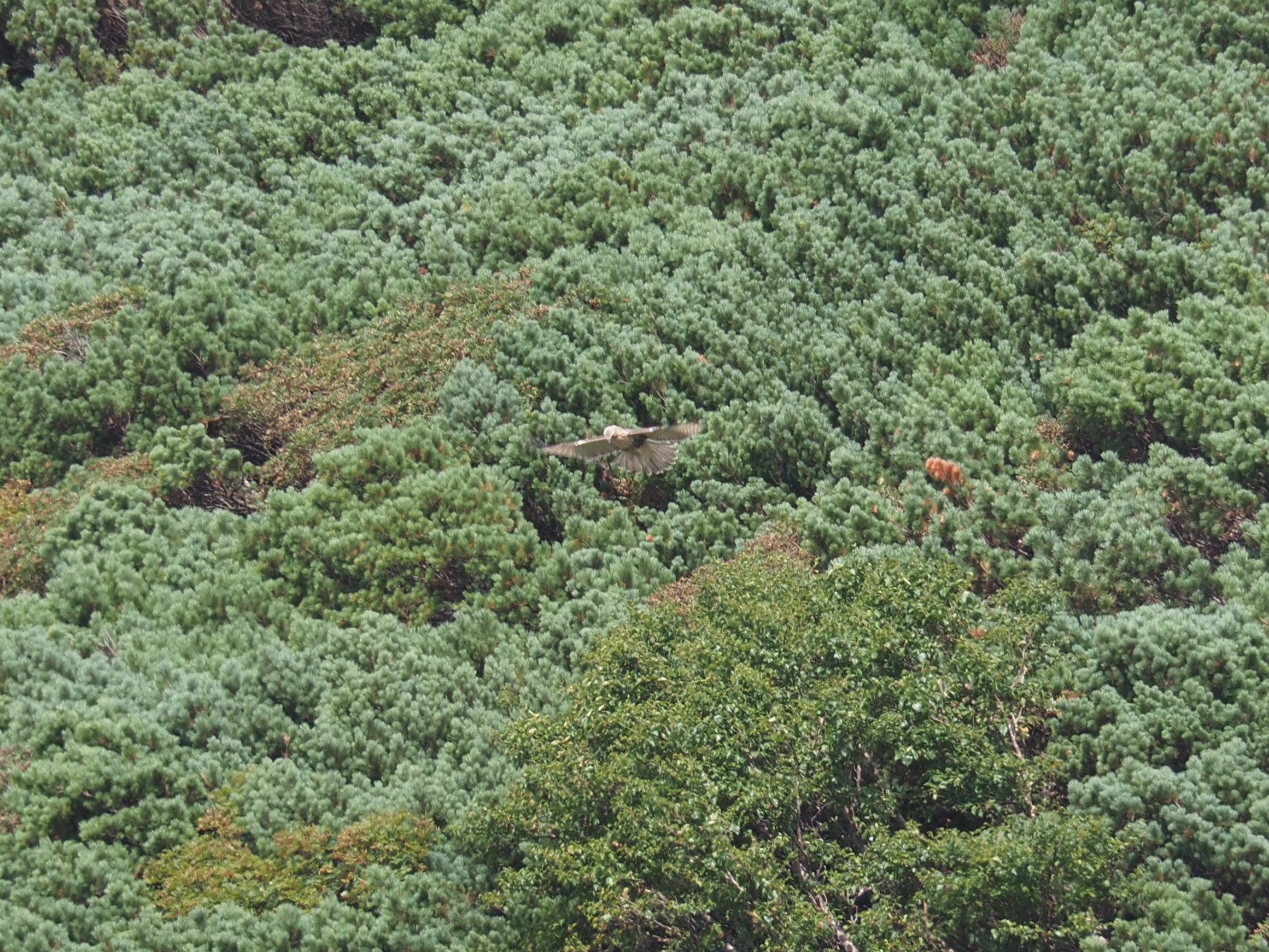 ハンギングするノスリ