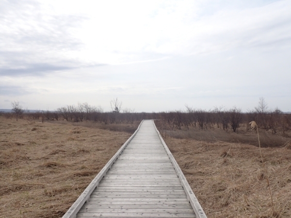 真っ白な利尻富士を背景にシートを外す大宮。