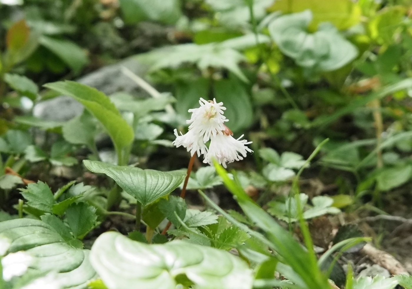 イワカガミ白花