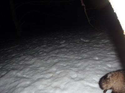 夜間、センサーカメラに映ったエゾタヌキの尾