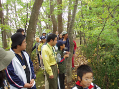 写真：葉っぱの観察