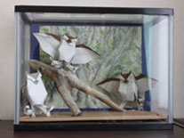 折り紙展示イメージ写真