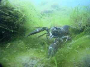 Signal Crayfish in Lake Toya